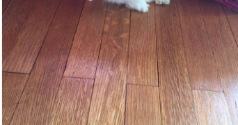 mylene pet sitter à ST GENIS LES OLLIERES 69290_3