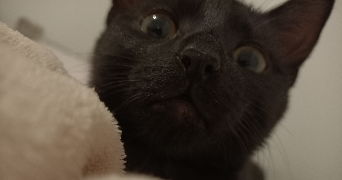 meriem cat sitter à ISTRES 13800_1