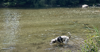 thelma pet sitter à MONTPELLIER 34000_9