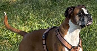 thibault pet sitter à BLANQUEFORT 33290_1