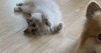 julie pet sitter à CARBON BLANC 33560_1