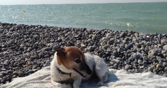 cécile pet sitter à MERY SUR OISE 95540_7