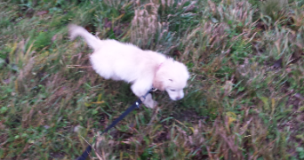 kevin  pet sitter à EPINAL 88000_9