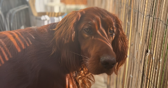 jeanne pet sitter à La Tronche 38700_1