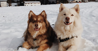 emma pet sitter à ST ALBAN LEYSSE 73230_3