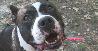 pauline pet sitter à FROUZINS 31270_3