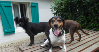 mélanie pet sitter à ESSARTS EN BOCAGE 85140_1