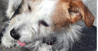 stiven pet sitter à ATHIS MONS 91200_3