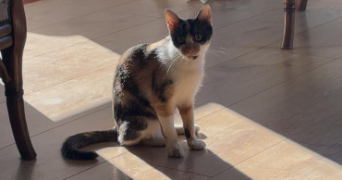 dominika pet sitter à PARIS 15 75015_2