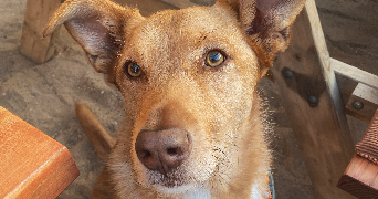 céline pet sitter à Belz 56550_3