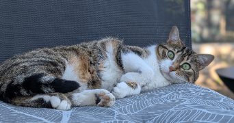 amandine pet sitter à AULNAY SOUS BOIS 93600_2