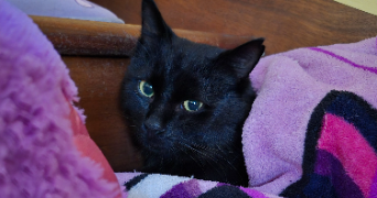 océane pet sitter à MORLAIX 29600_7