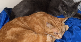 leyla pet sitter à HAUTEVILLE LA GUICHARD 50570_3