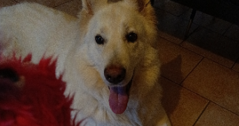 laure pet sitter à METZ 57000_0