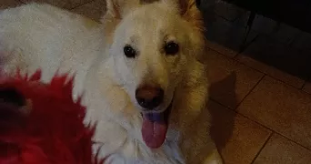 laure pet sitter à METZ 57000