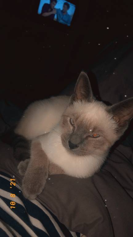 Léa pet sitter à Gaillac-Toulza 31550