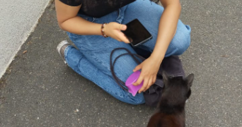 emma pet sitter à ST GRATIEN 95210_2