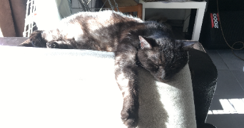sophie pet sitter à BLAGNAC 31700_1