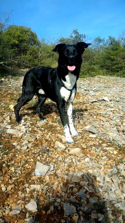 lesly pet sitter à BLAGNAC 31700_1