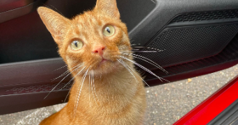 laëtitia pet sitter à ANDRESY 78570_4