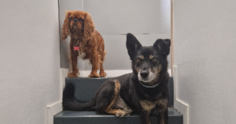 laurine pet sitter à CELLETTES 41120_3