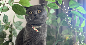 wendy pet sitter à MENTON 06500_5