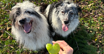 coline pet sitter à CARQUEFOU 44470_4