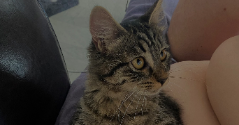 emma pet sitter à MONTPELLIER 34000_1