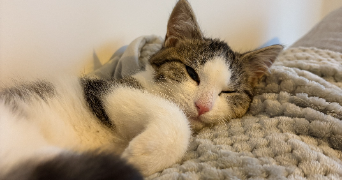 chloé pet sitter à ROUEN 76100_8