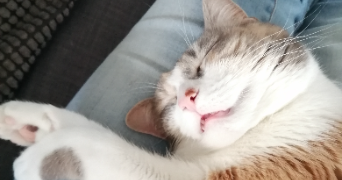 laura pet sitter à DOUAI 59500_2