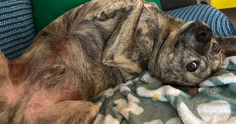 axel pet sitter à SEPTEUIL 78790_3