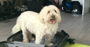 léa pet sitter à MONTPELLIER 34000_0