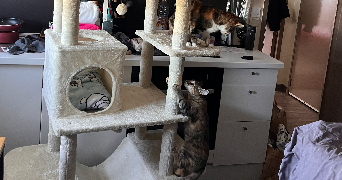 déborah pet sitter à NANTES 44300_4