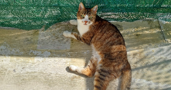 sanae pet sitter à POITIERS 86000_4