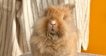 aurélie pet sitter à Saint jean de vedas 34000_2