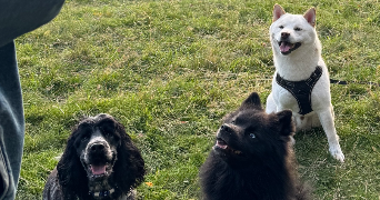 elodie pet sitter à CLERMONT FERRAND 63100_1