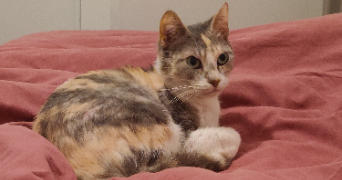 chloé pet sitter à Bouguenais 44340_1