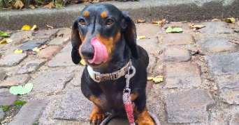 joanna pet sitter à ROUEN 76000_1