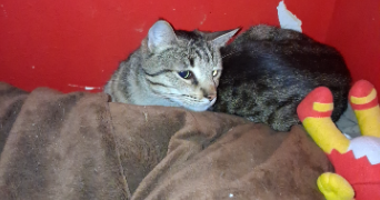 nadège pet sitter à METZ 57070_5