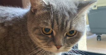 aurélia pet sitter à ISSY LES MOULINEAUX 92130_2