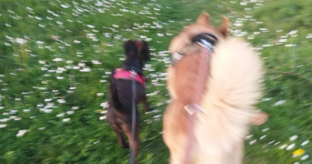 gen pet sitter à TOULOUSE 31000_1