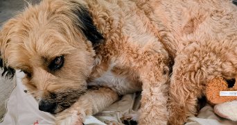 patricia pet sitter à VILLENEUVE LE ROI 94290_5