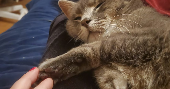 armony pet sitter à DRANCY 93700_2