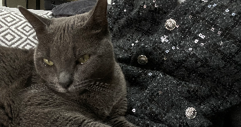 marie pet sitter à POLLESTRES 66450_2