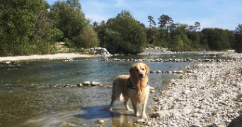 tiffany pet sitter à ALLEX 26400_6