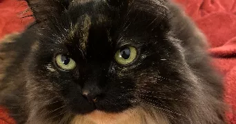 camille pet sitter à NIORT 79000