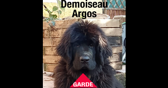 helene pet sitter à MONTPELLIER 34000_3