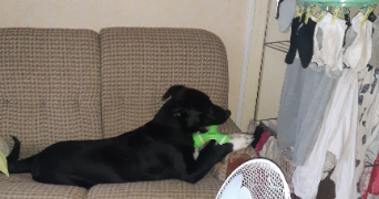 nadyia dog sitter à CHALON SUR SAONE 71100_0