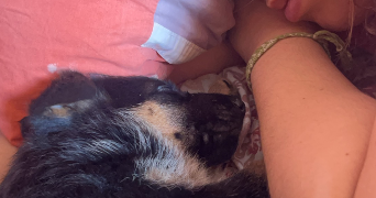 kamila pet sitter à ORLEANS 45000_1