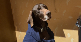 hugo pet sitter à GAUVILLE LA CAMPAGNE 27930_3